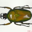 017 Coleoptere 36a (FD) Cetoniinae Dicronorhina micans m 10E5K2IMG_58012wtmk.jpg