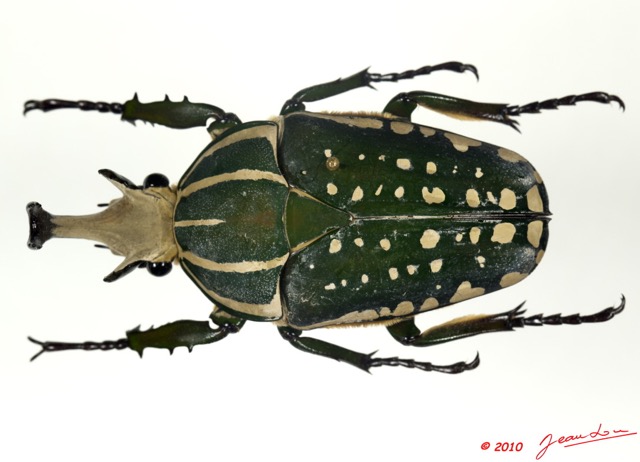 019 Coleoptere 36b (FD) Cetoniinae Mecynorhina polyphemus m 10E5K2IMG_58014wtmk.jpg