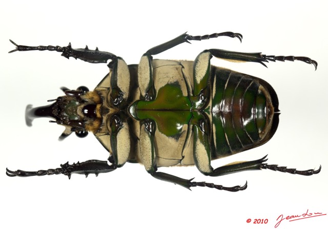 020 Coleoptere 36b (FV) Cetoniinae Mecynorhina polyphemus m 10E5K2IMG_58015wtmk.jpg