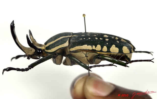 021 Coleoptere 36c Lat Cetoniinae Mecynorhina polyphemus m 10E5K2IMG_58016wtmk.jpg