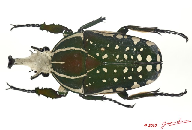 022 Coleoptere 36d (FD) Cetoniinae Mecynorhina polyphemus m 10E5K2IMG_58018wtmk.jpg