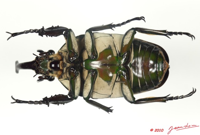 023 Coleoptere 36d (FV) Cetoniinae Mecynorhina polyphemus m 10E5K2IMG_58019wtmk.jpg