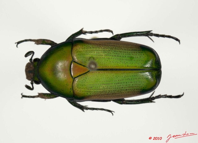 024 Coleoptere 43b (FD) Cetoniinae 10E5K2IMG_64228wtmk.jpg