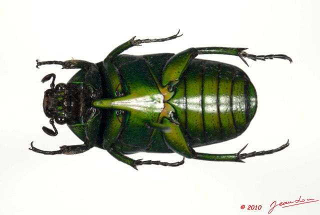 025 Coleoptere 43b (FV) Cetoniinae 10E5K2IMG_64229wtmk.jpg