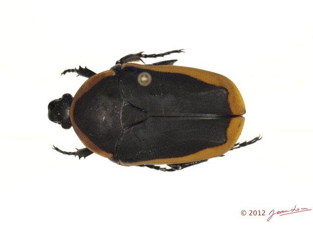 026 Coleoptere 58a (FD) Cetoniinae Pachnoda sp 12E5K2IMG_73933wtmk.jpg