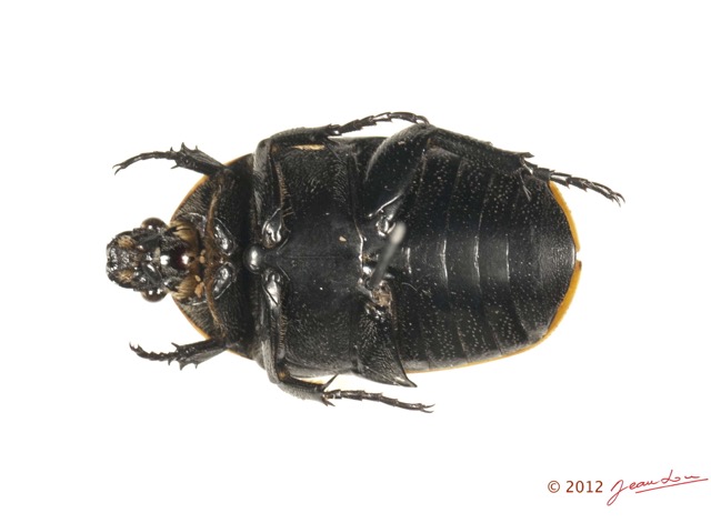 027 Coleoptere 58a (FV) Cetoniinae Pachnoda sp 12E5K2IMG_73937wtmk.jpg