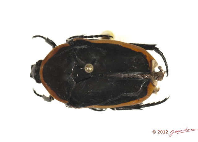 028 Coleoptere 58b (FD) Cetoniinae Pachnoda sp 12E5K2IMG_73941wtmk.jpg