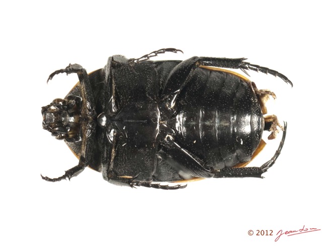 029 Coleoptere 58b (FV) Cetoniinae Pachnoda sp 12E5K2IMG_73943wtmk.jpg