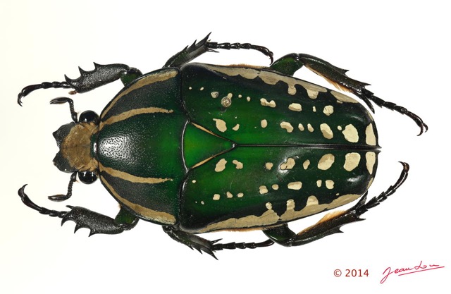 030 Coleoptere 64c (FD) Cetoniinae 14E5K3IMG_97345 PdCawtmk.jpg