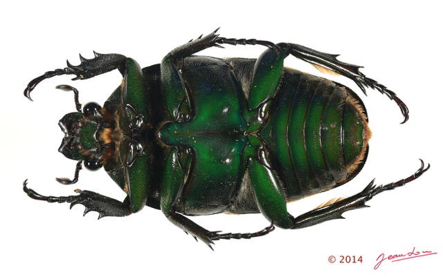 031 Coleoptere 64c (FV) Cetoniinae 14E5K3IMG_97391 PdCawtmk.jpg