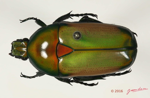 034 Coleoptere 65c (FD) Scarabaeidae Cetoniinae 16E5K3IMG_118572PdCawtmk.jpg