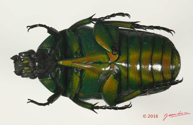 035 Coleoptere 65c (FV) Scarabaeidae Cetoniinae 16E5K3IMG_118572PdCawtmk.jpg