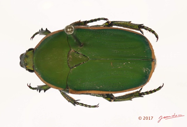 036 Coleoptere 67c (FD) Cetoniinae 16E5K3IMG_110466 PdCawtmk.jpg