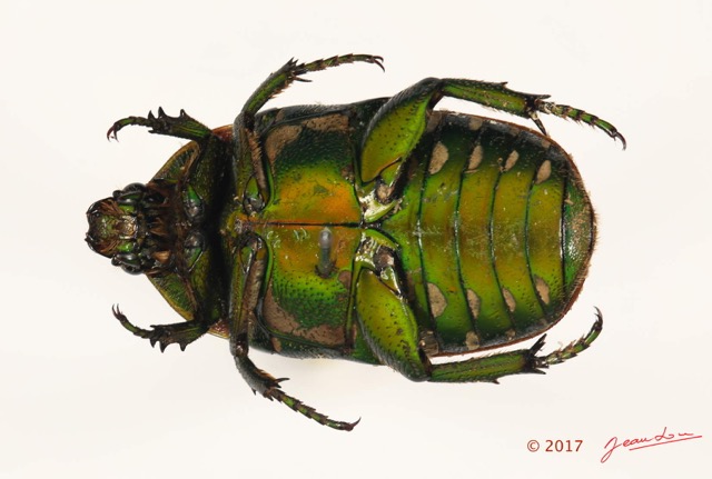 037 Coleoptere 67c (FV) Cetoniinae 16E5K3IMG_110486 PdCawtmk.jpg