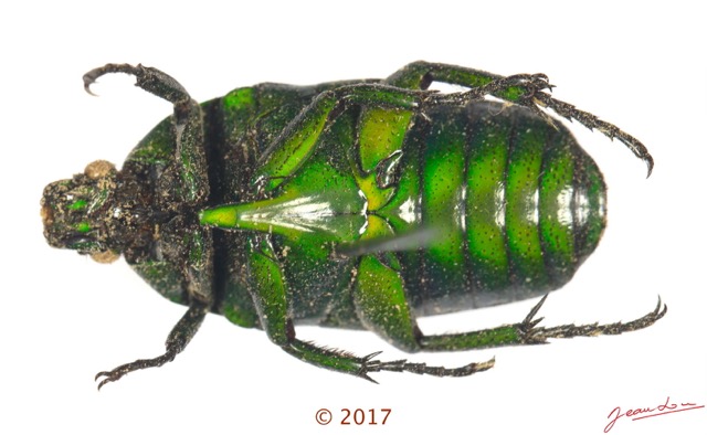 039 Coleoptera 68b (FV) Cetoniinae 17E5K3IMG_124413awtmk.jpg