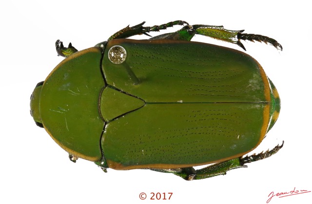 041 Coleoptera 69a (FD) Cetoniinae 126053 PdC_DxOwtmk.jpg