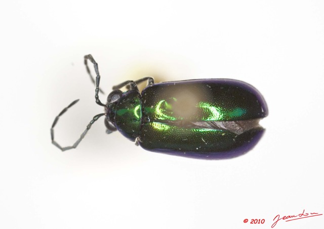 001 Coleoptere 40c (FD) Chrysomelidae 10E5K2IMG_64319wtmk.jpg