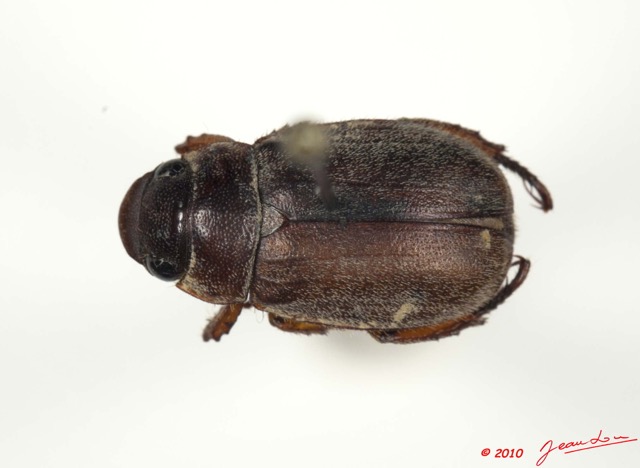 001 Coleoptere 40d (FD) 10E5K2IMG_64206wtmk.jpg