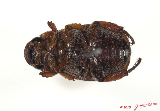 002 Coleoptere 40d (FV) 10E5K2IMG_64207wtmk.jpg