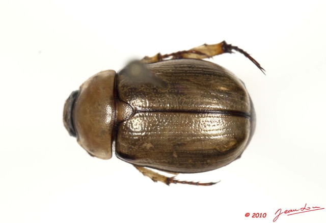 003 Coleoptere 41b (FD) 10E5K2IMG_64210wtmk.jpg