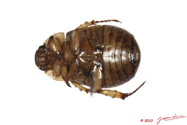 004 Coleoptere 41b (FV) 10E5K2IMG_64211wtmk.jpg