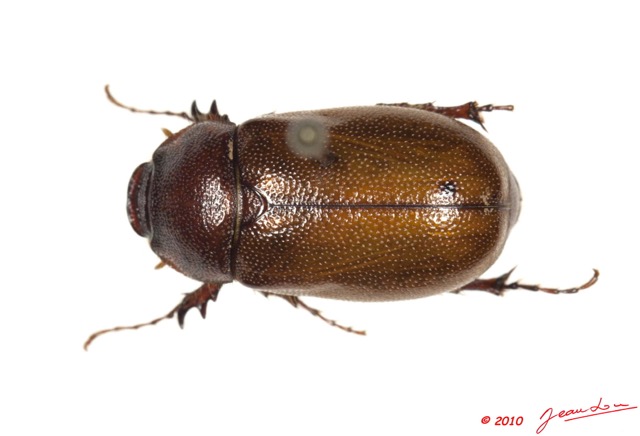 005 Coleoptere 41d (FD) 10E5K2IMG_64214wtmk.jpg