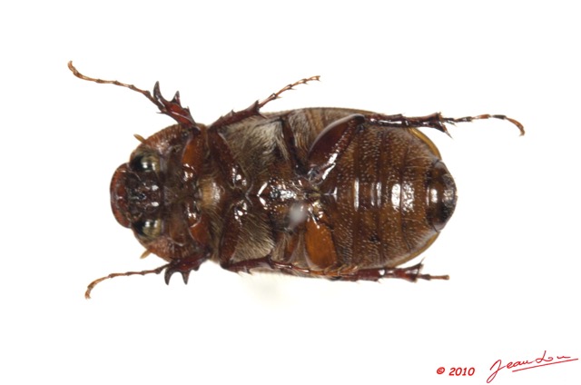 006 Coleoptere 41d (FV) 10E5K2IMG_64215wtmk.jpg