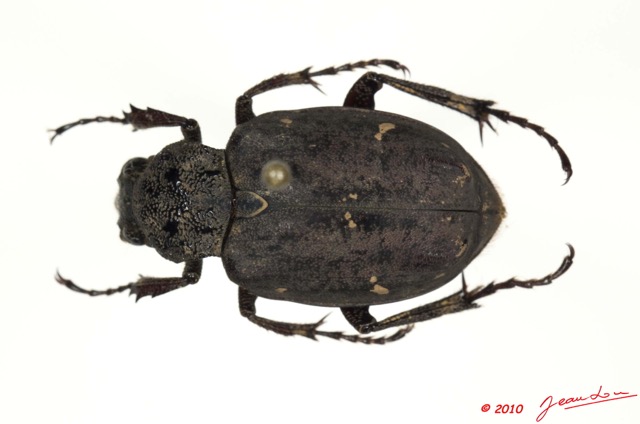 007 Coleoptere 43c (FD) 10E5K2IMG_64230wtmk.jpg