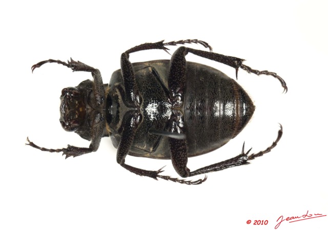 008 Coleoptere 43c (FV) 10E5K2IMG_64231wtmk.jpg