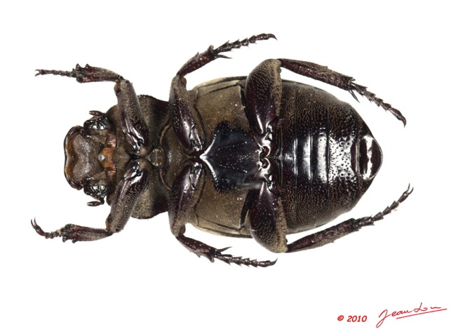 010 Coleoptere 44b (FV) 10E5K2IMG_64237wtmk.jpg