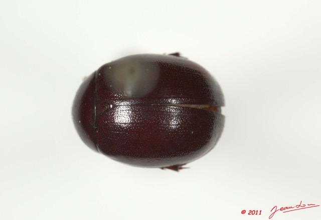 011 Coleoptere 45d (FD) 11E5K2IMG_66251wtmk.jpg