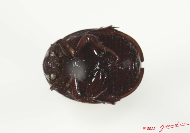 012 Coleoptere 45d (FV) 11E5K2IMG_66254wtmk.jpg