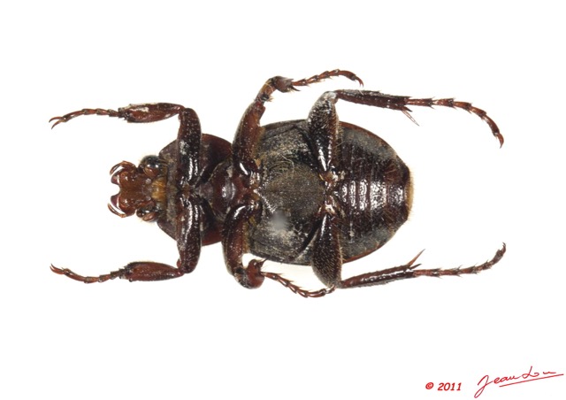 014 Coleoptere 48b (FV) 11E5K2IMG_68540wtmk.jpg