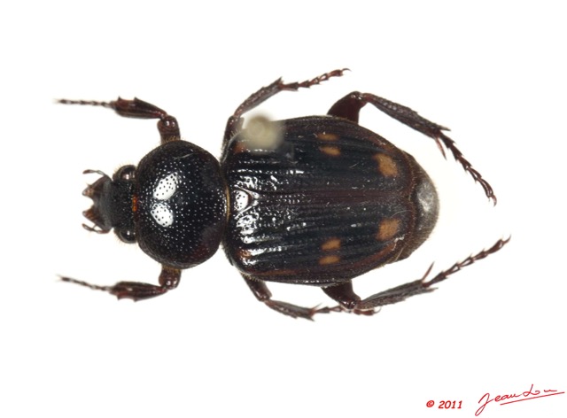 015 Coleoptere 48c (FD) 11E5K2IMG_68542wtmk.jpg