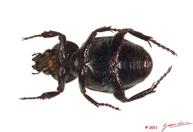 016 Coleoptere 48c (FV) 11E5K2IMG_68543wtmk.jpg