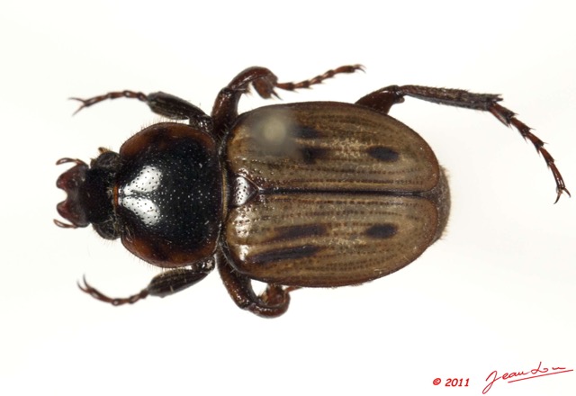 017 Coleoptere 49b (FD) 11E5K2IMG_68553wtmk.jpg