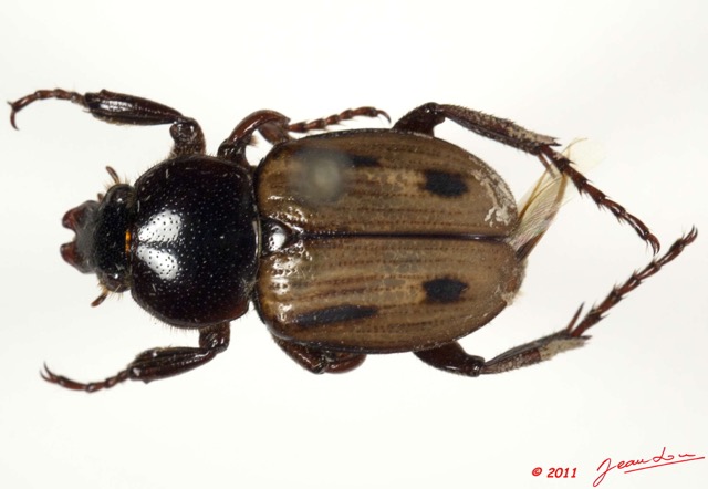 019 Coleoptere 49c (FD) 11E5K2IMG_68555wtmk.jpg
