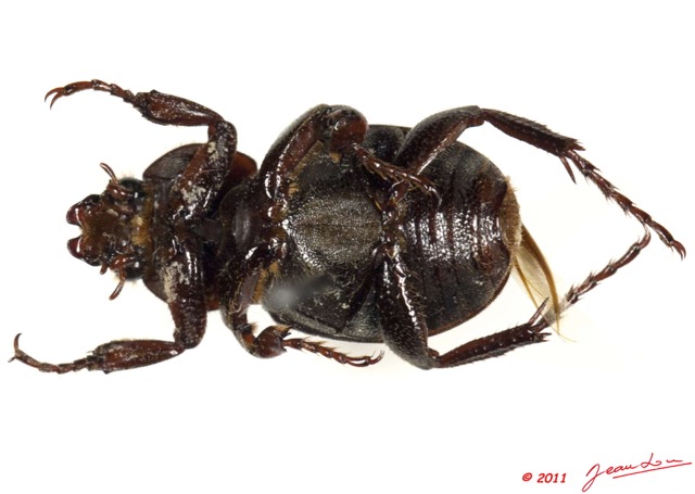 020 Coleoptere 49c (FV) 11E5K2IMG_68556wtmk.jpg