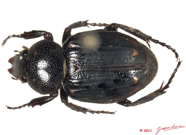 021 Coleoptere 49d (FD) 11E5K2IMG_68557wtmk.jpg