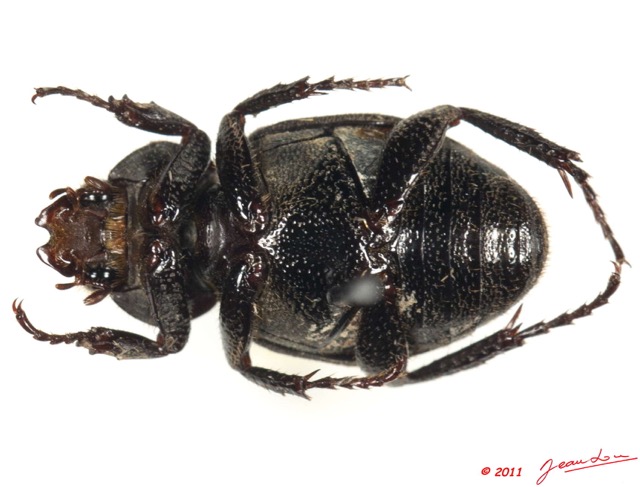 022 Coleoptere 49d (FV) 11E5K2IMG_68558wtmk.jpg