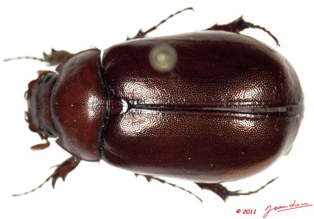 023 Coleoptere 51c (FD) 11E5K2IMG_68576wtmk.jpg