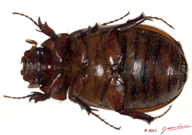 024 Coleoptere 51c (FV) 11E5K2IMG_68577wtmk.jpg