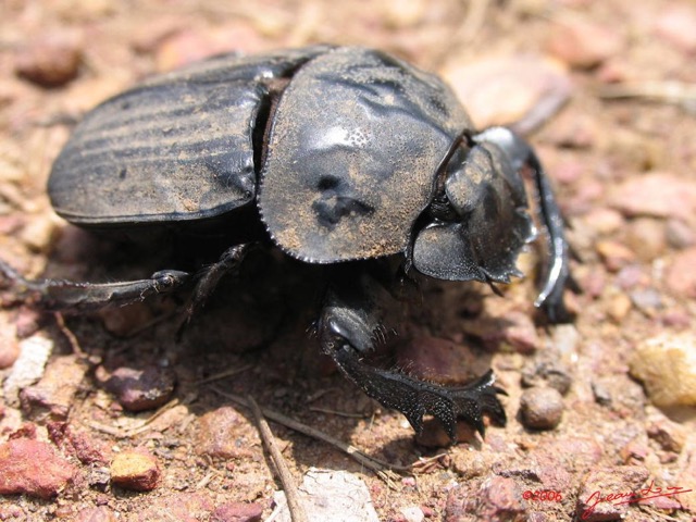 001 Coleoptera IMG_1350WTMK.JPG