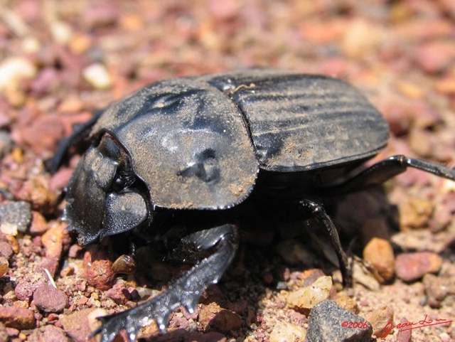 003 Coleoptera IMG_1362WTMK.JPG