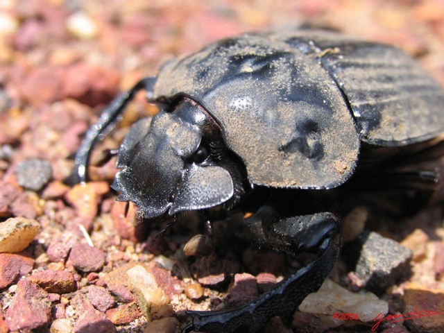 004 Coleoptera IMG_1363WTMK.JPG