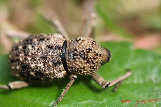 005 Coleoptera IMG_0765WTMK.JPG