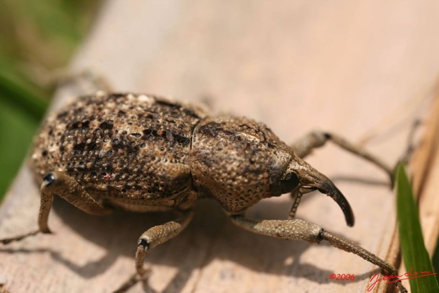 007 Coleoptera IMG_0809WTMK.JPG