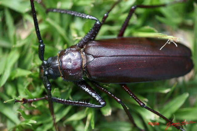 008 Coleoptera IMG_1215WTMK.JPG