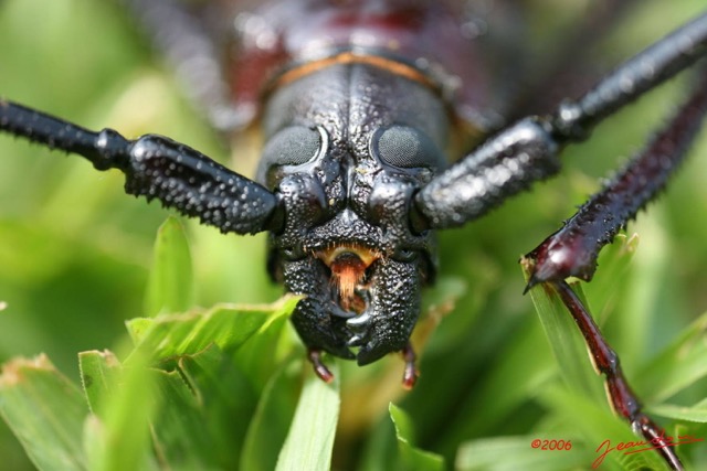 009 Coleoptera IMG_1223WTMK.JPG