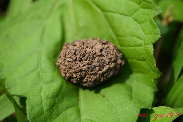 011 Coleoptera Pachnoda (Cocon) IMG_4104WTMK.JPG